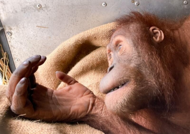 orang utan
