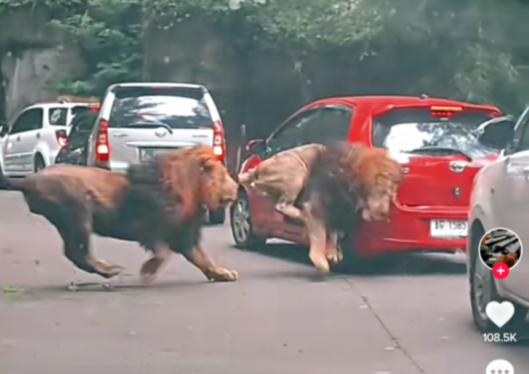 singa tabrak mobil