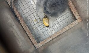 Warga Bumi Asri menyerahkan Surili secara sukarela kepada BKSDA Jabar